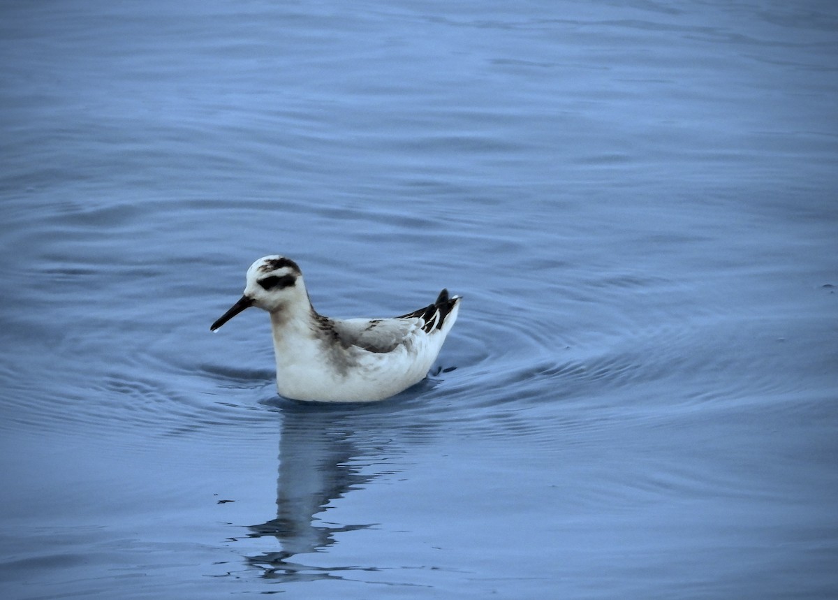 Red Phalarope - ML613055531