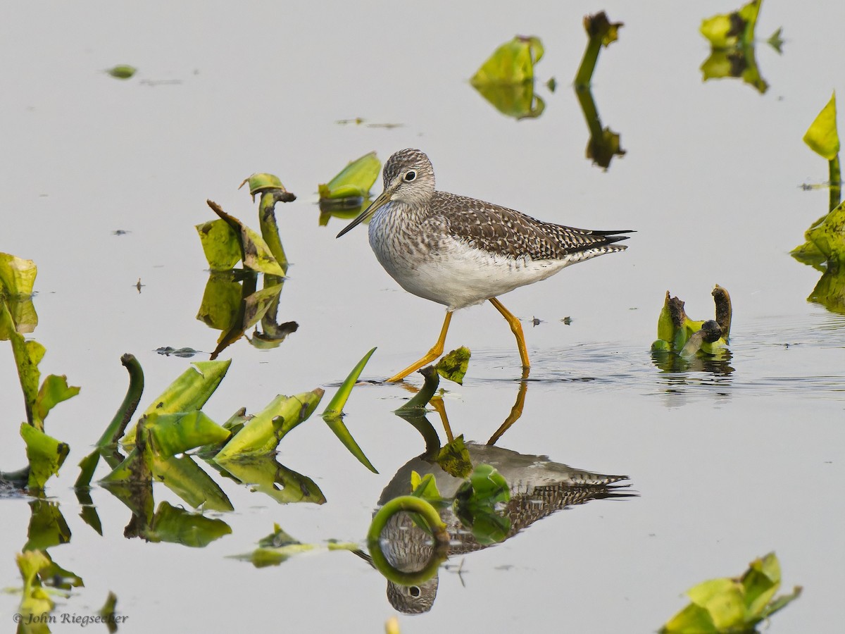 Greater Yellowlegs - ML613055578