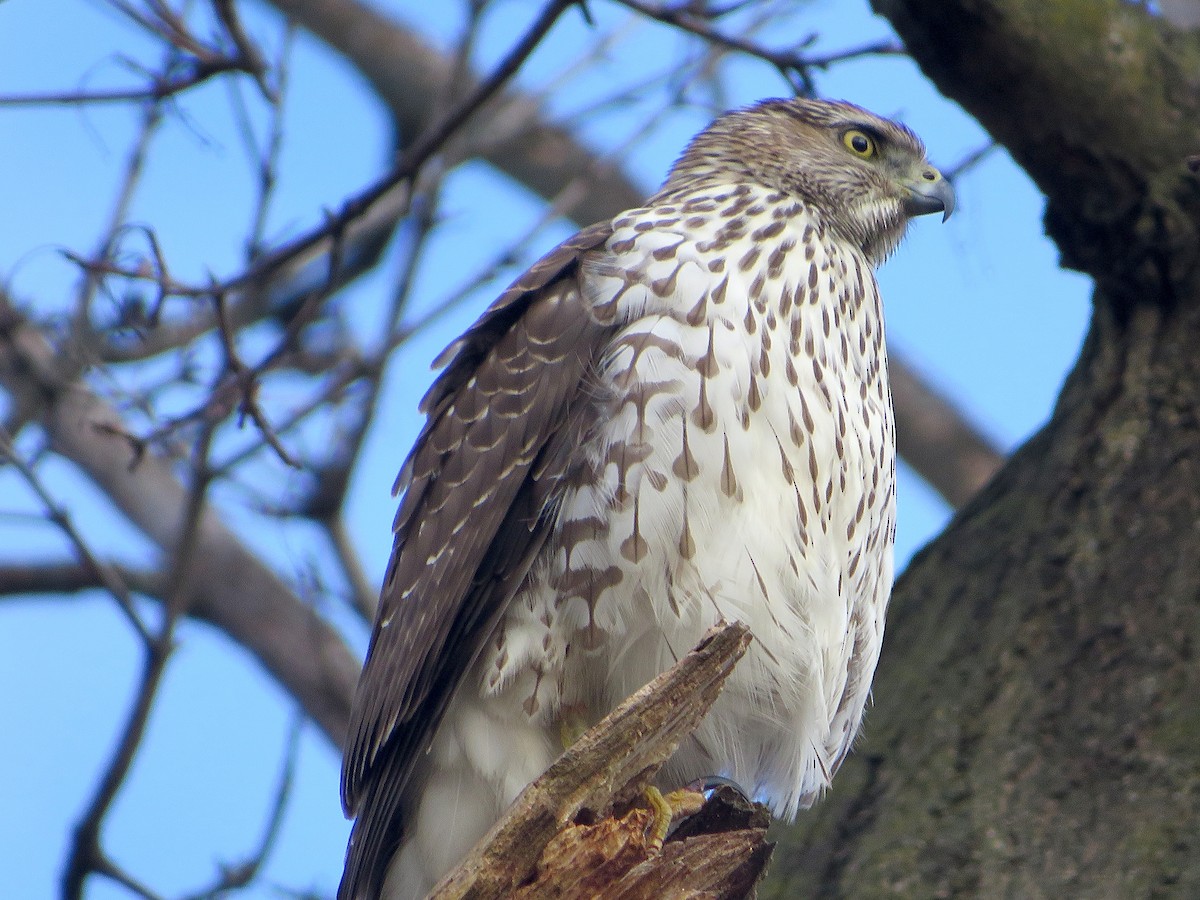 Cooper's Hawk - ML613055835