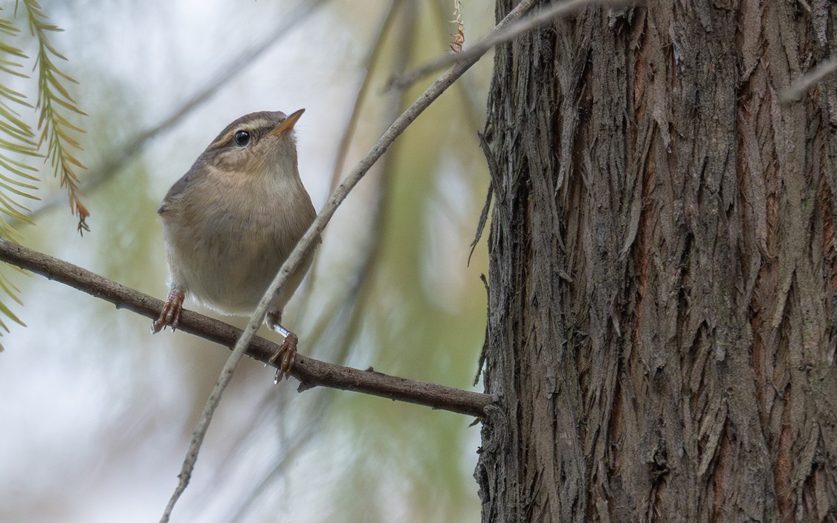 Dusky Warbler - ML613055838