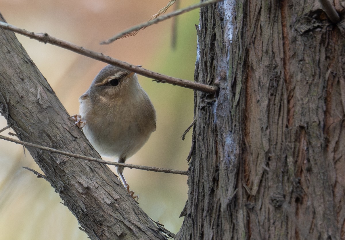 Dusky Warbler - ML613055839