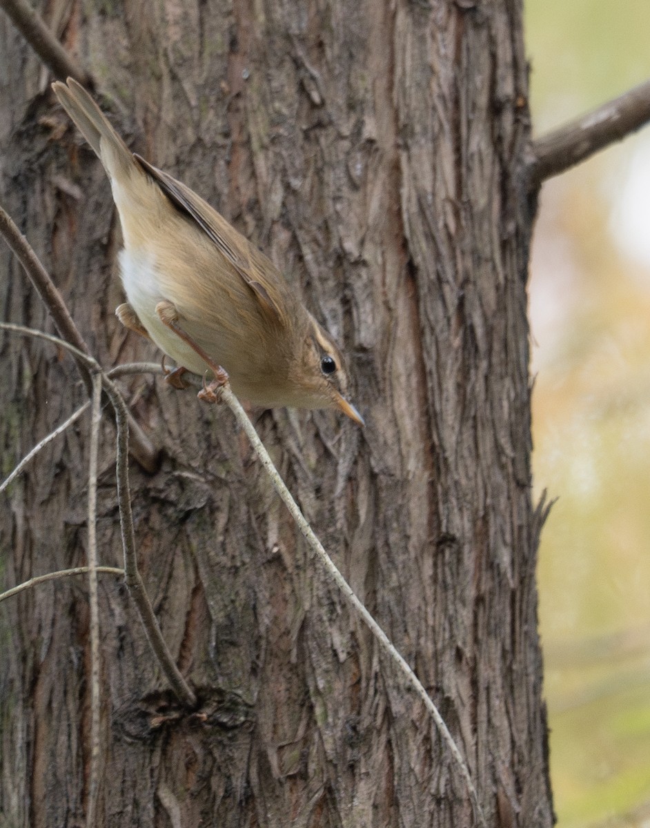 Dusky Warbler - Kevin Gong