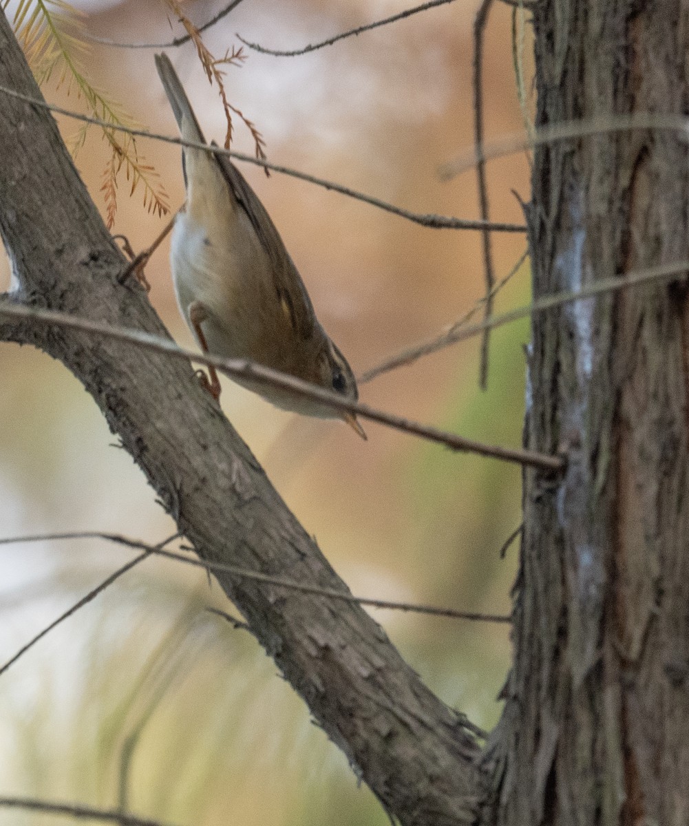 Dusky Warbler - ML613055841