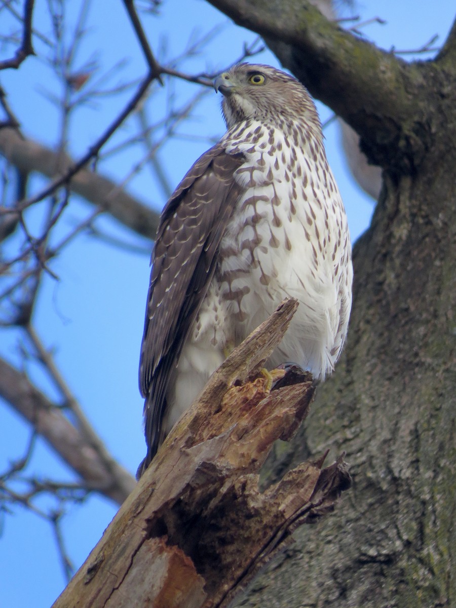 Cooper's Hawk - ML613055844