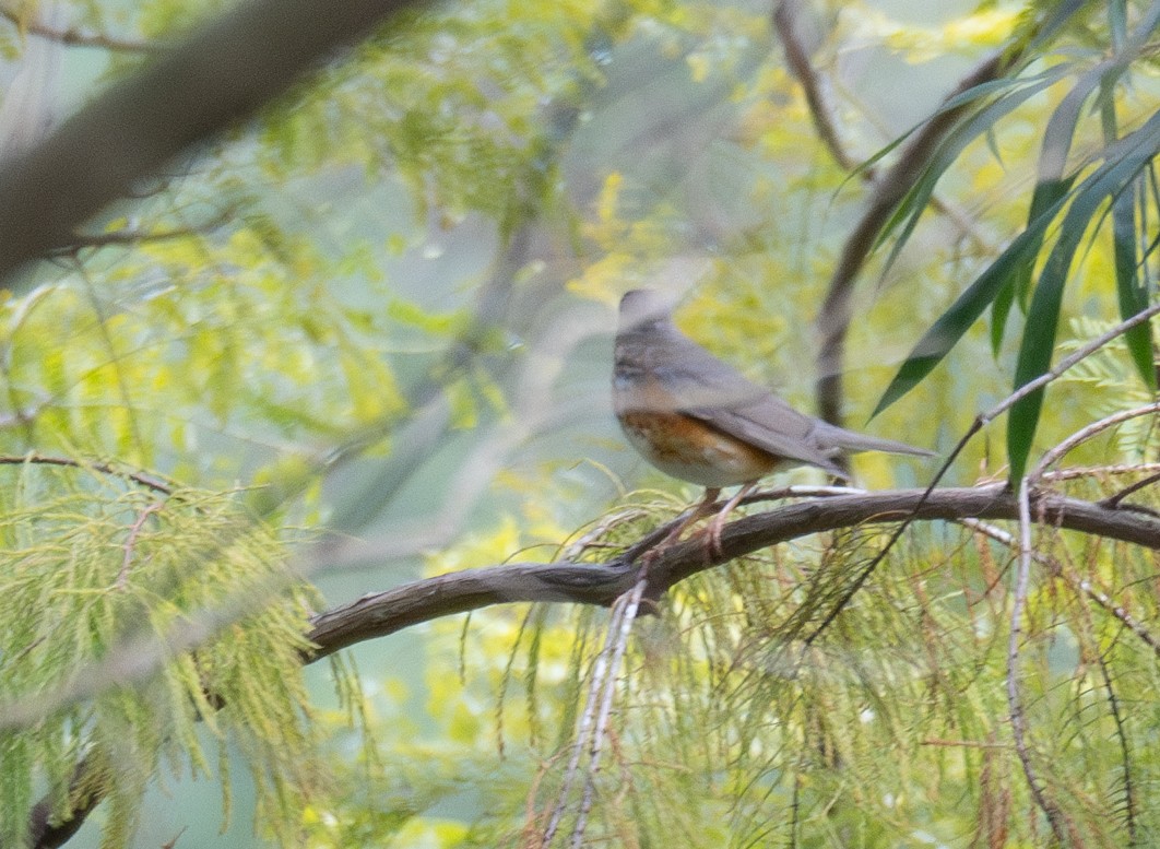 Gray-backed Thrush - ML613055846