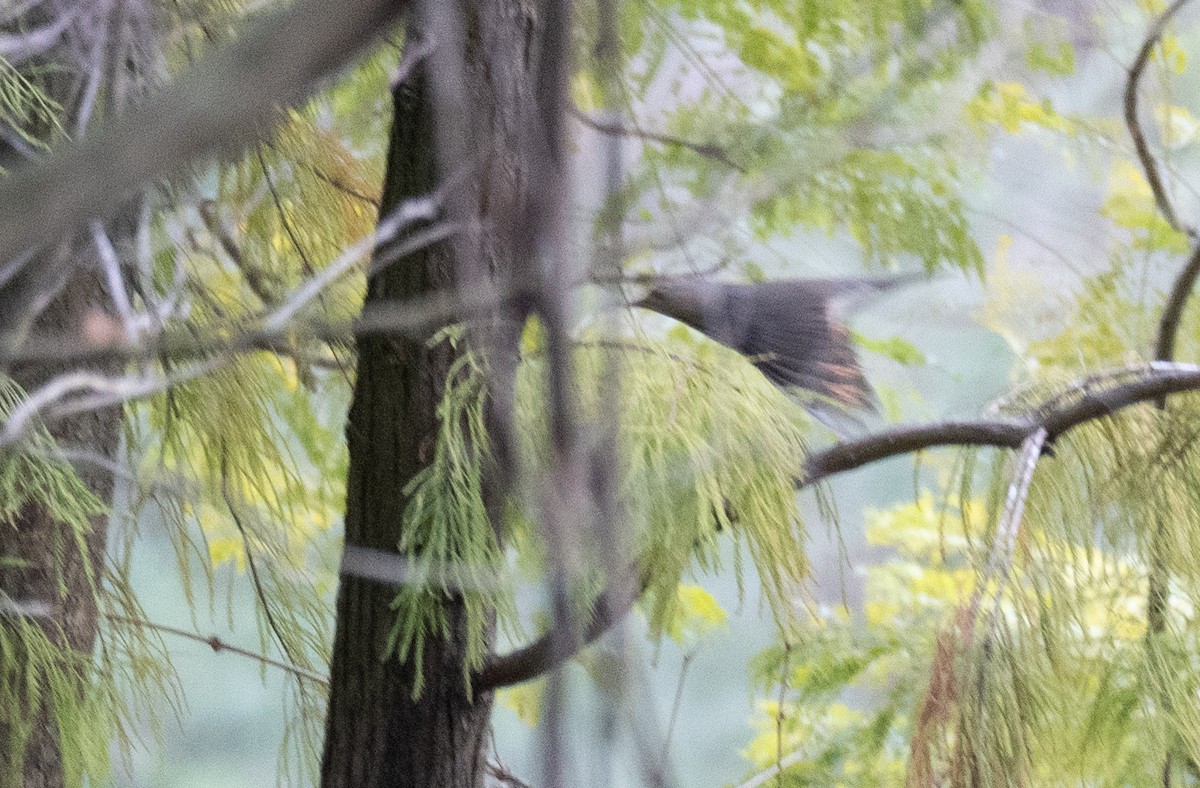 Gray-backed Thrush - ML613055847