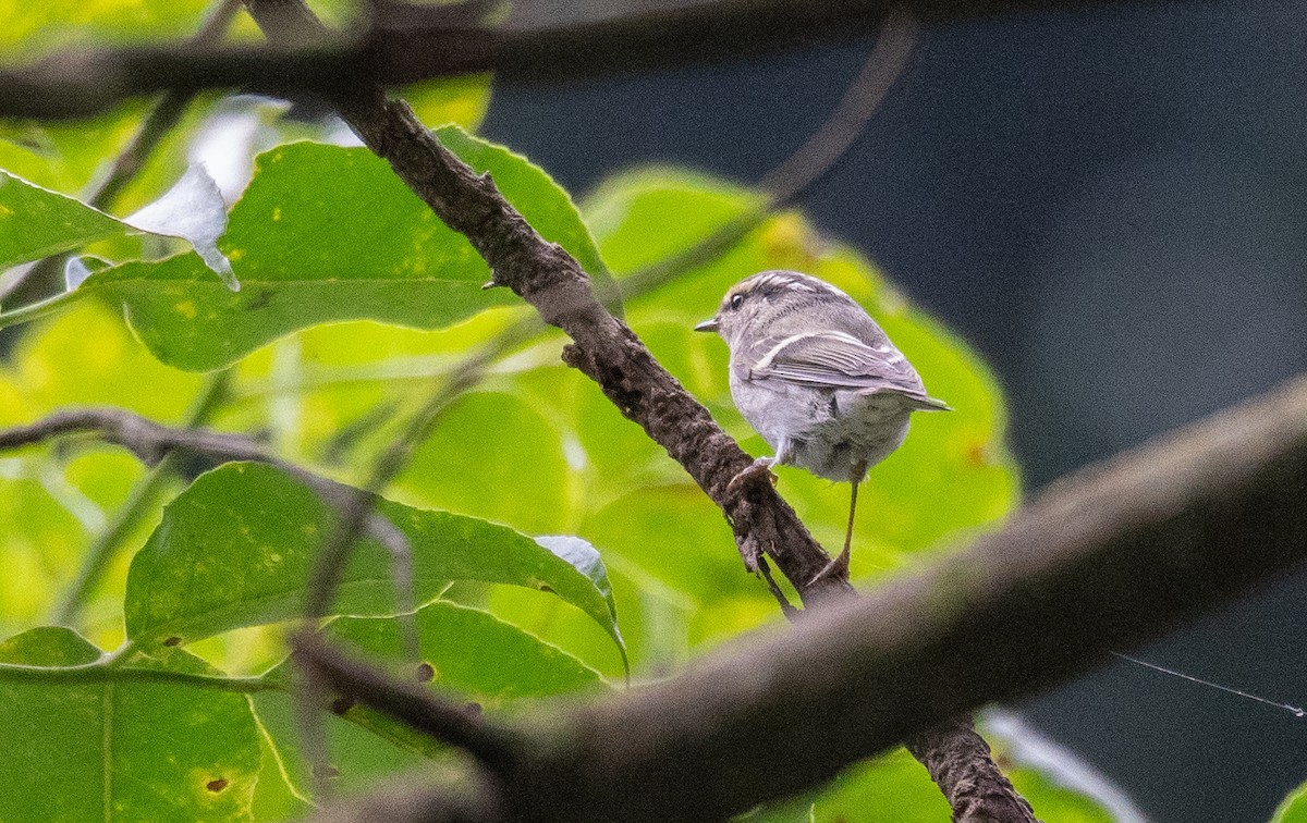 Pallas's Leaf Warbler - Kevin Gong