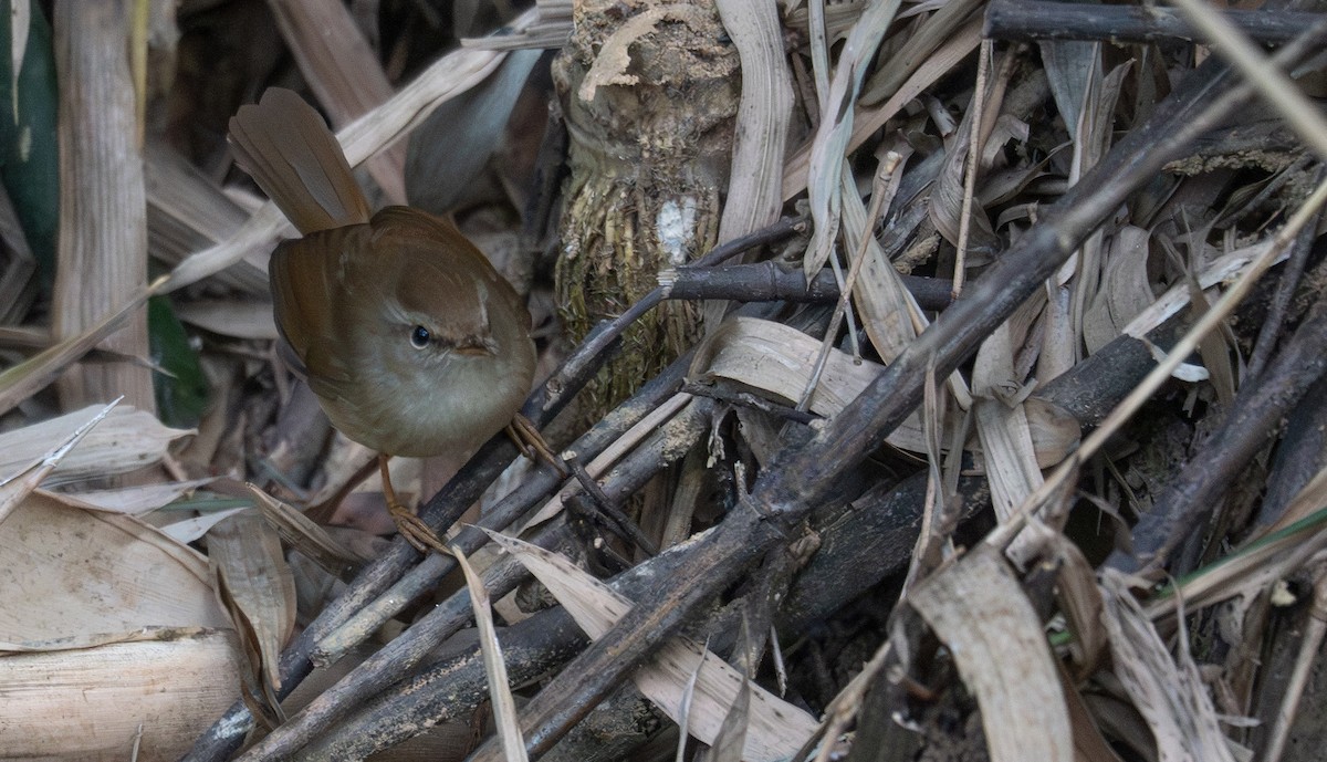 Dusky Warbler - ML613055865