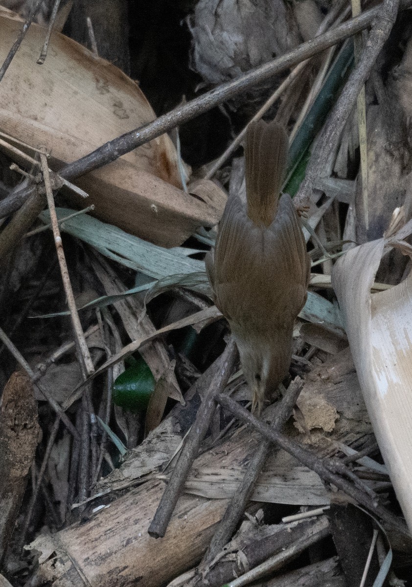 Dusky Warbler - ML613055866