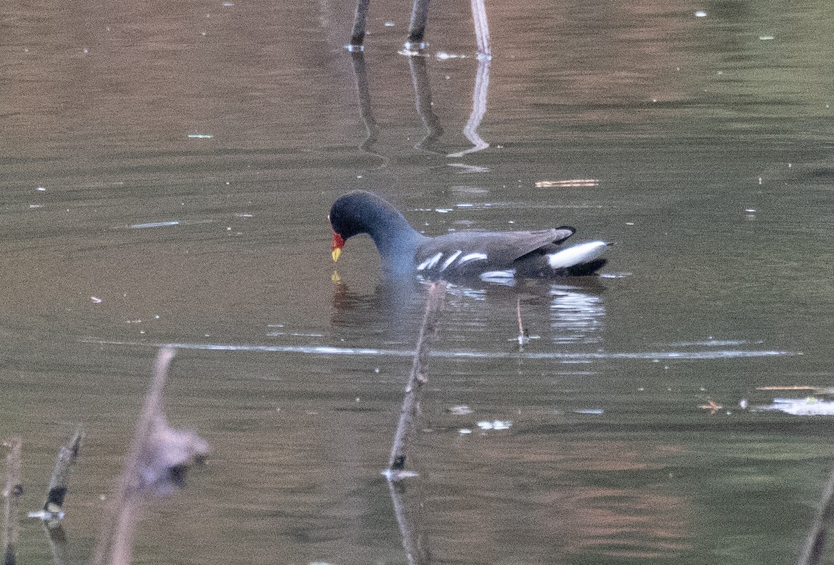 Eurasian Moorhen - ML613055888