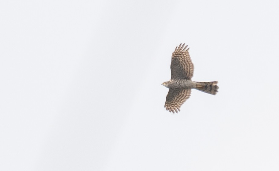 Eurasian Sparrowhawk - ML613055935