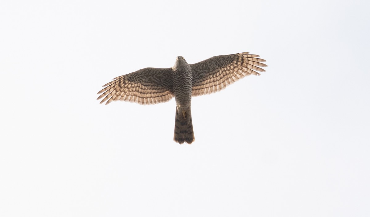 Eurasian Sparrowhawk - ML613055937