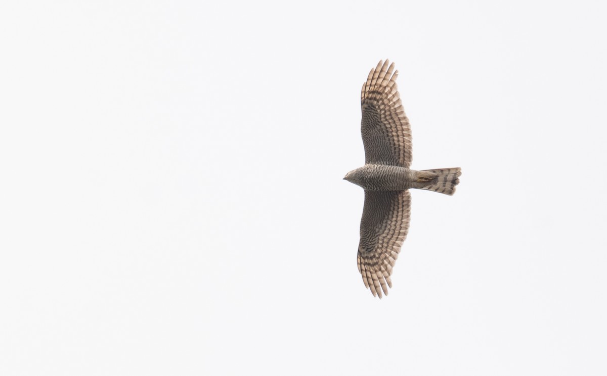 Eurasian Sparrowhawk - ML613055941