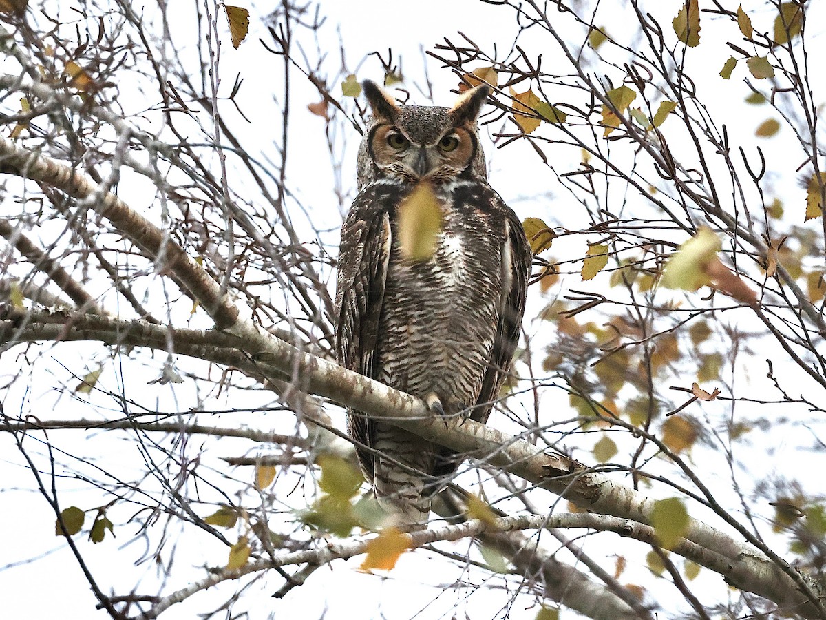 Great Horned Owl - ML613055957
