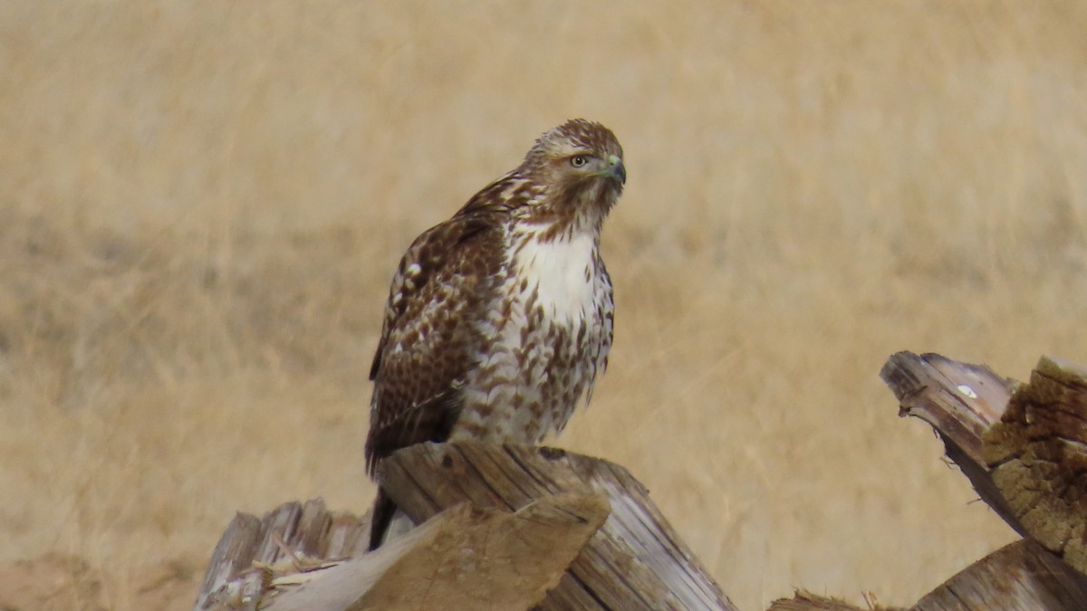 Red-tailed Hawk - ML613056014