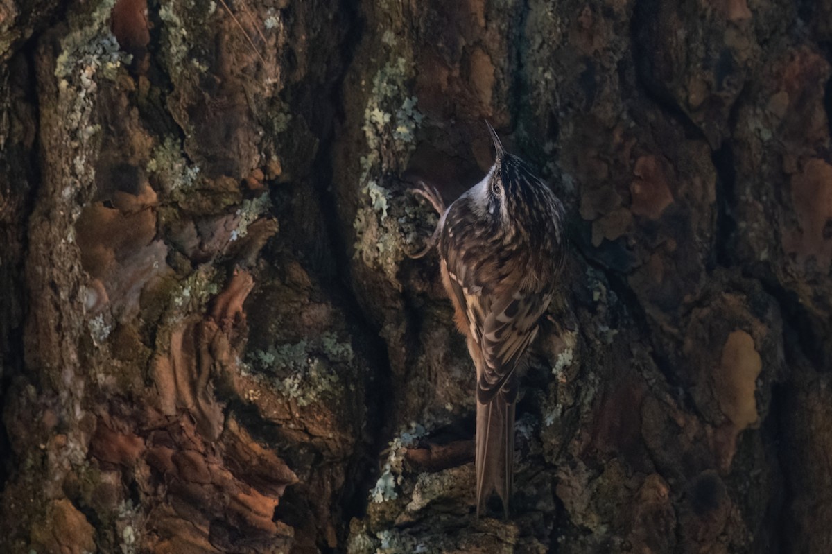 Brown Creeper - ML613056046