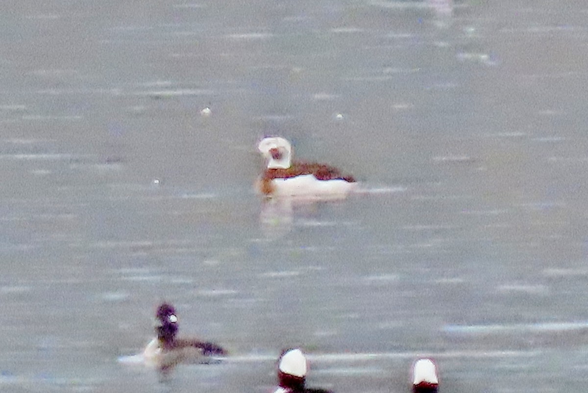 Long-tailed Duck - ML613056050