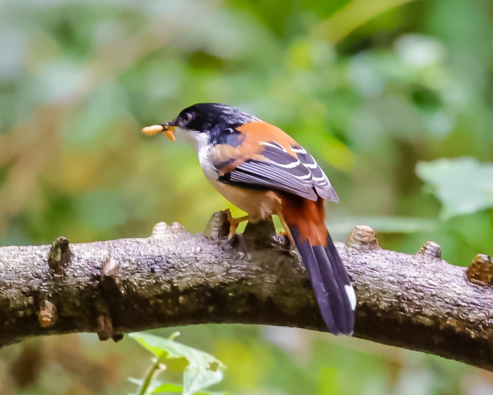 Rufous-backed Sibia - ML613056053