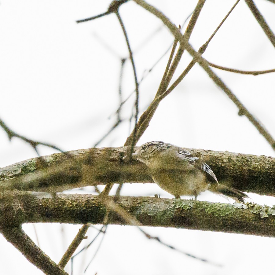 Black-capped Antwren - ML613056068