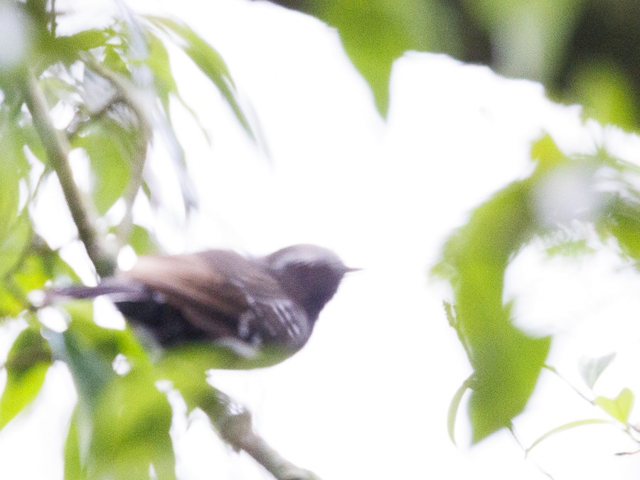 Southern White-fringed Antwren - ML613056078