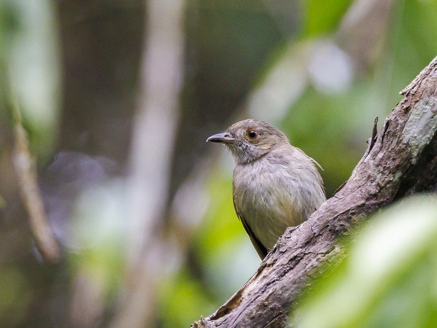 lysbuktyrakin - ML613056090