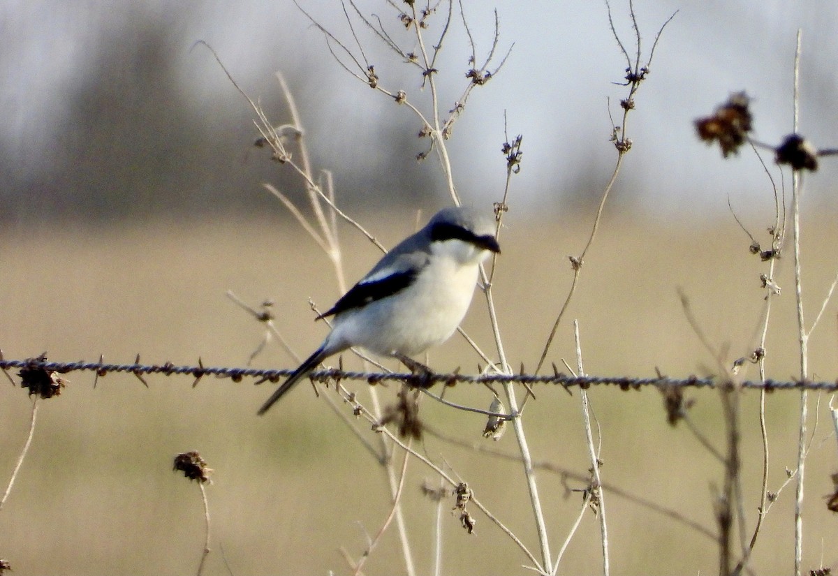 Loggerhead Shrike - ML613056094