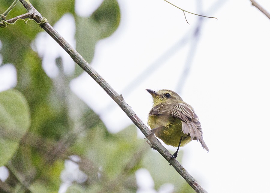 Yellow Tyrannulet - ML613056099