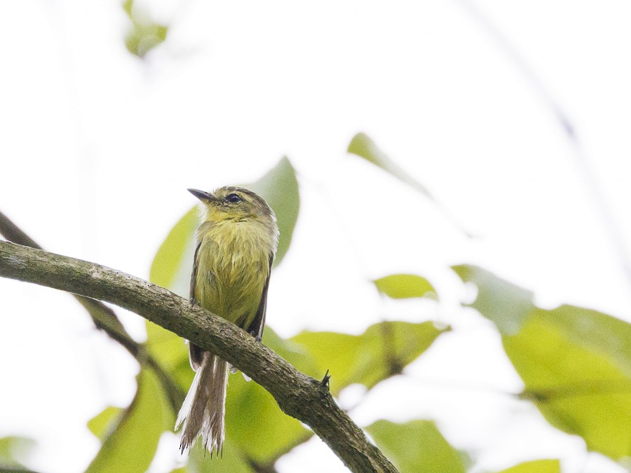 gultyrann - ML613056100