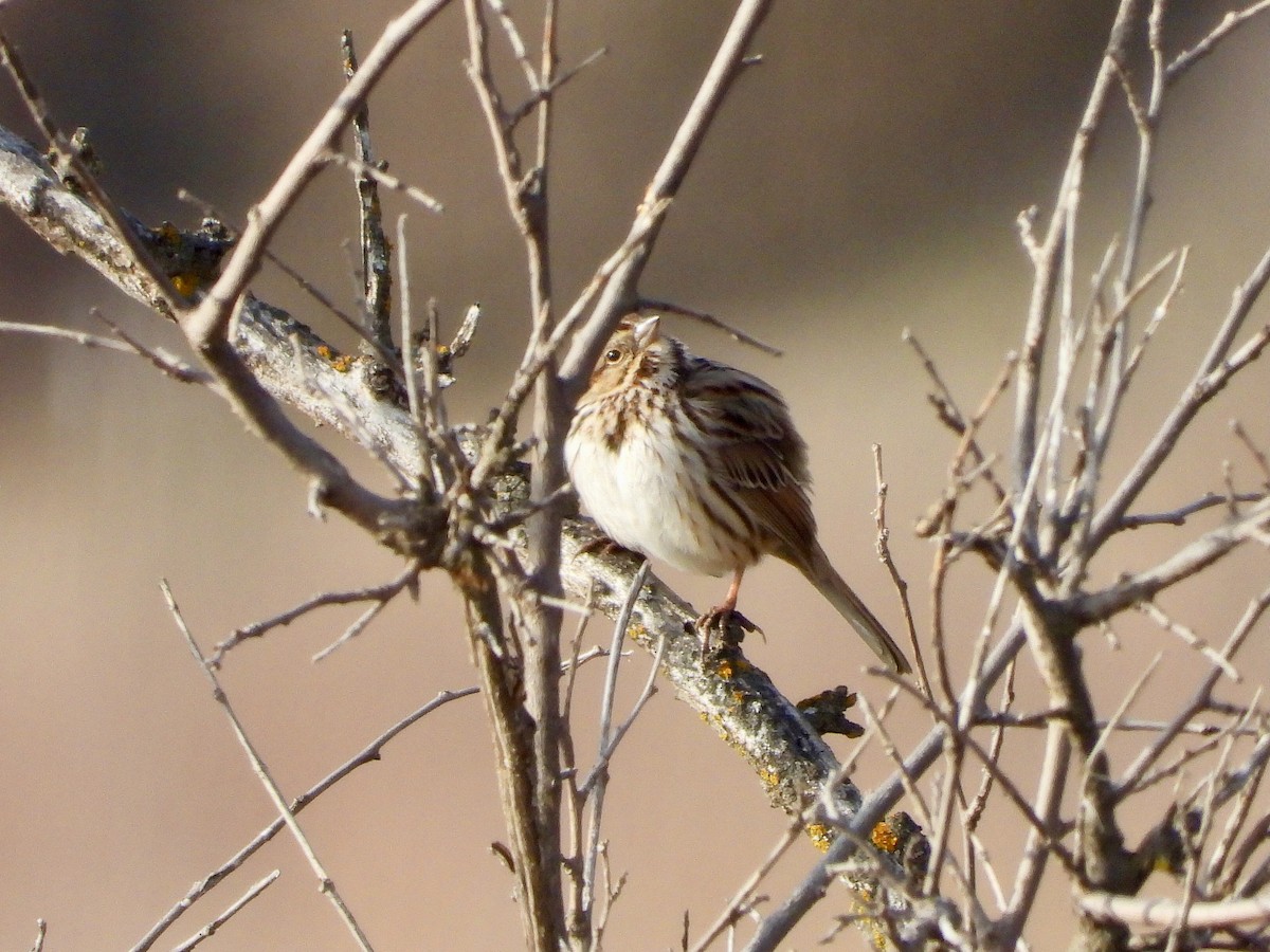 Song Sparrow - ML613056122