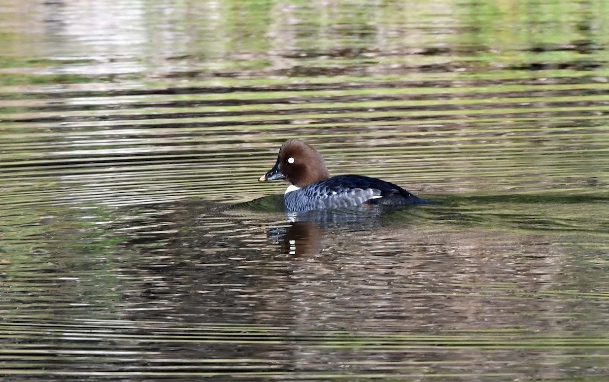 Common Goldeneye - ML613056129