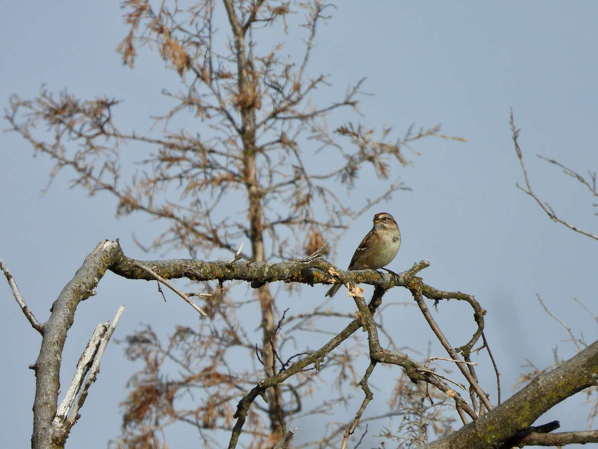 American Tree Sparrow - ML613056152