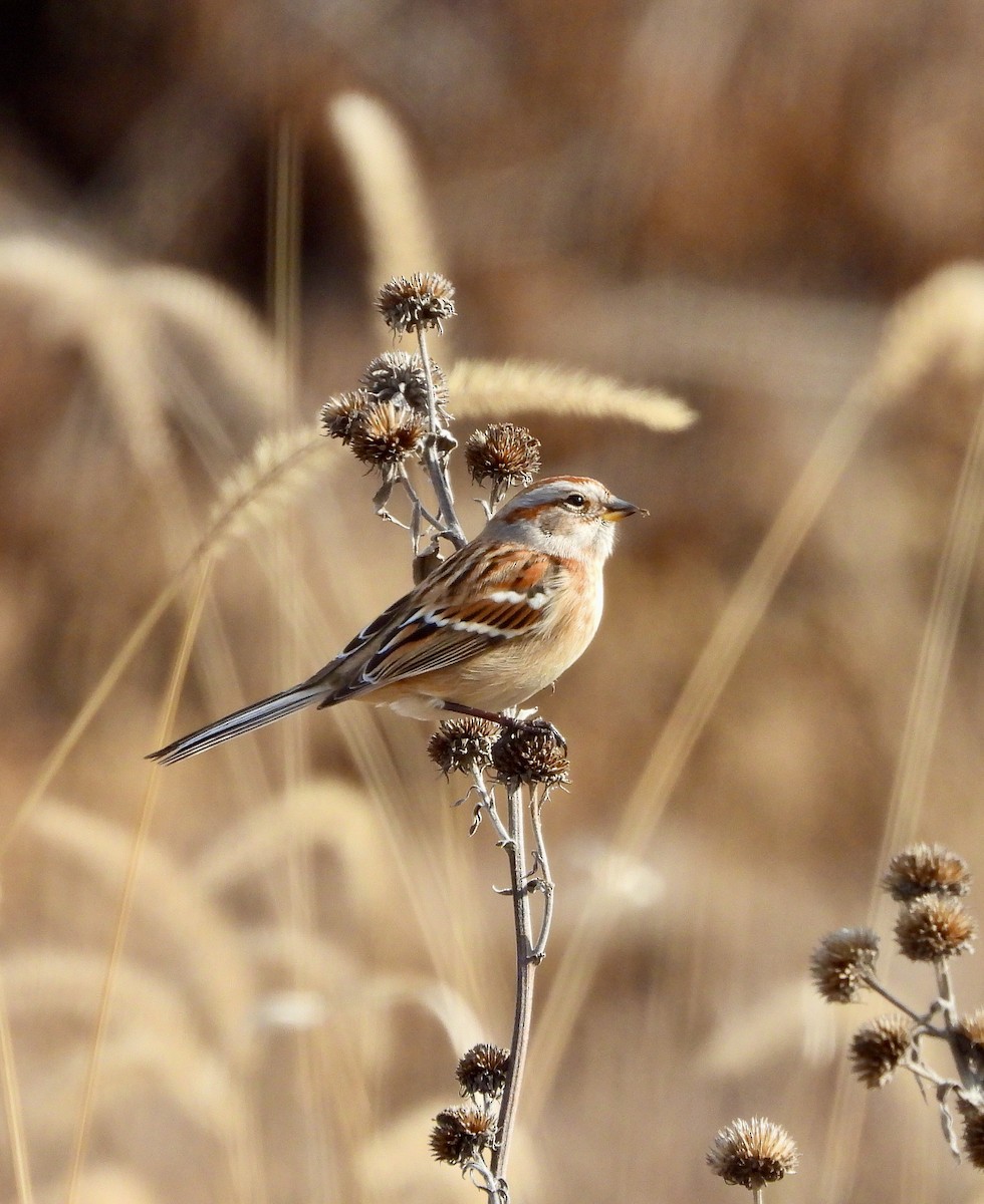 American Tree Sparrow - ML613056153