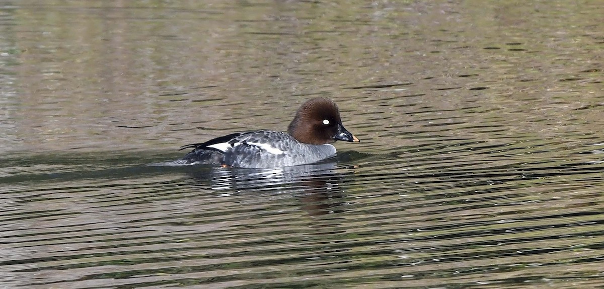 Common Goldeneye - ML613056154