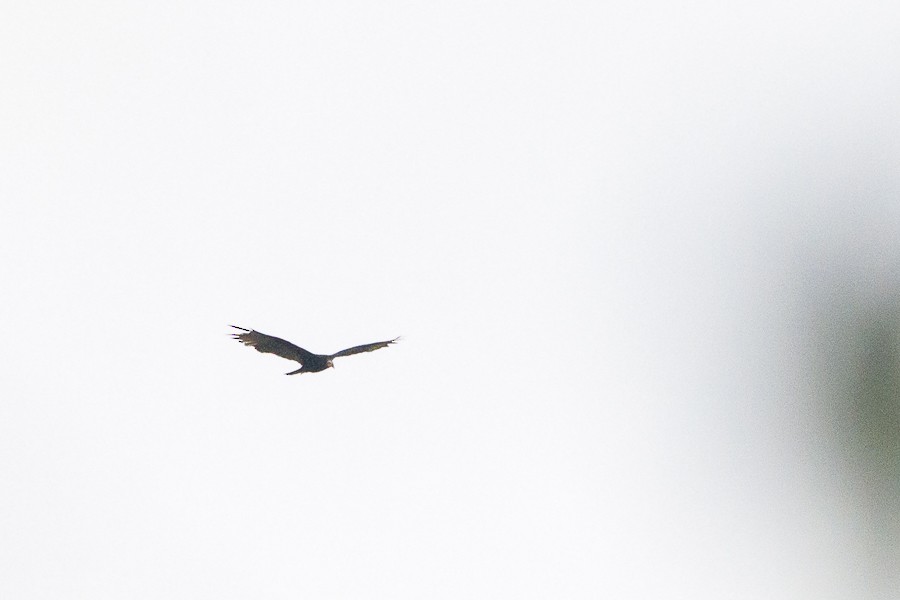 Lesser Yellow-headed Vulture - ML613056155