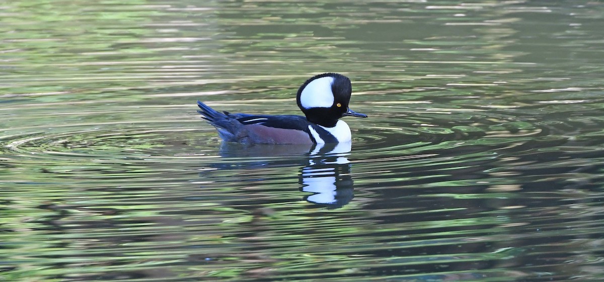 Hooded Merganser - ML613056172