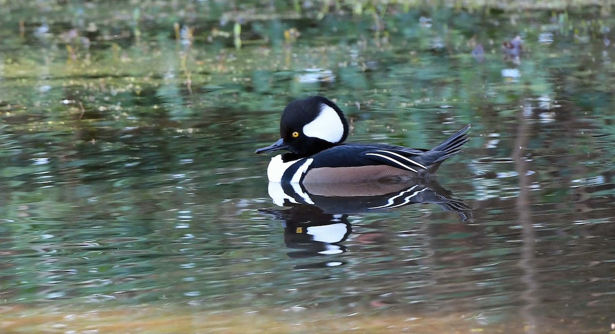 Hooded Merganser - Sharon Lynn