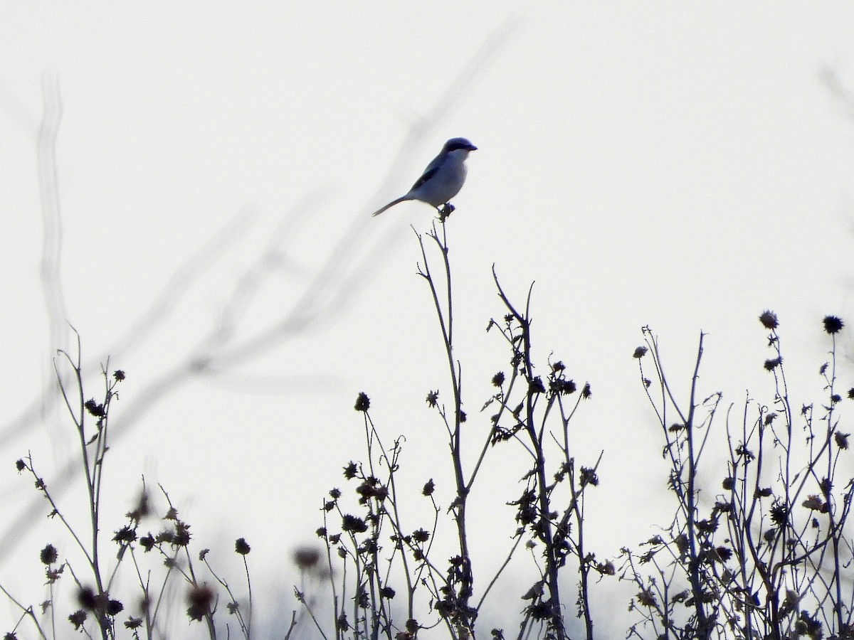 Loggerhead Shrike - ML613056180