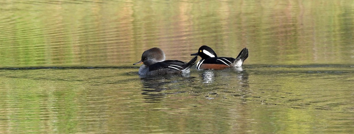 Hooded Merganser - ML613056194