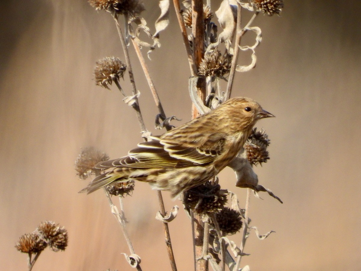 Pine Siskin - ML613056238