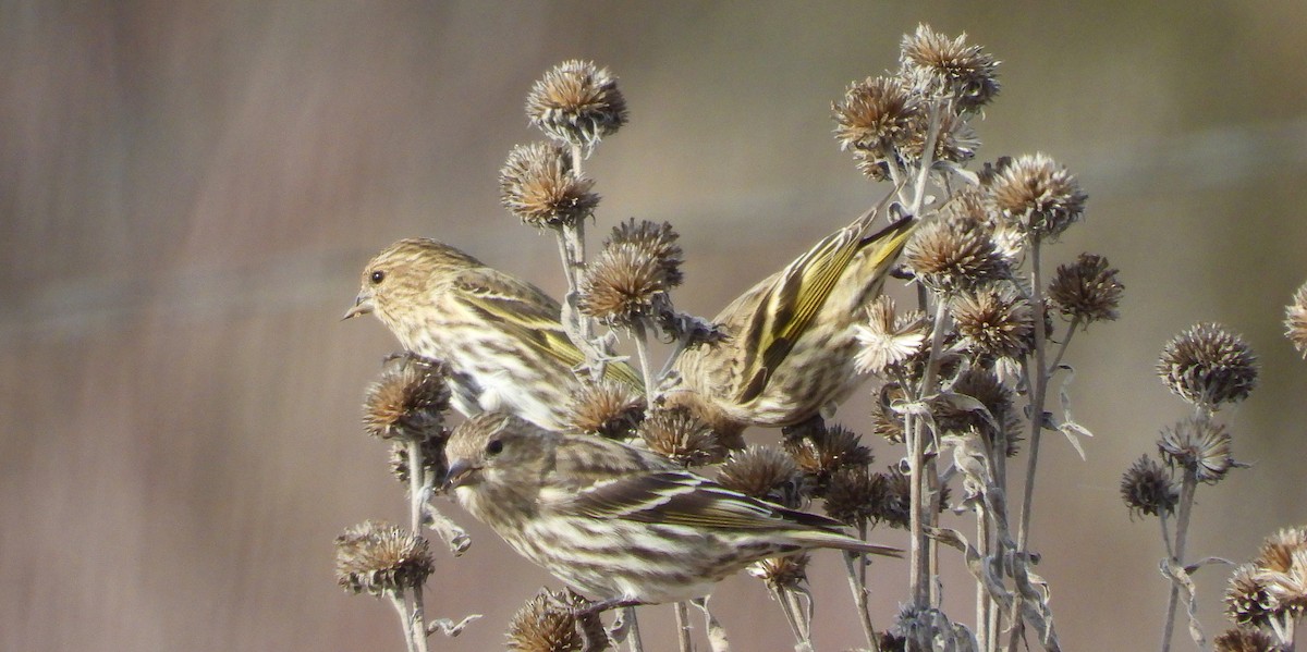 Pine Siskin - ML613056239