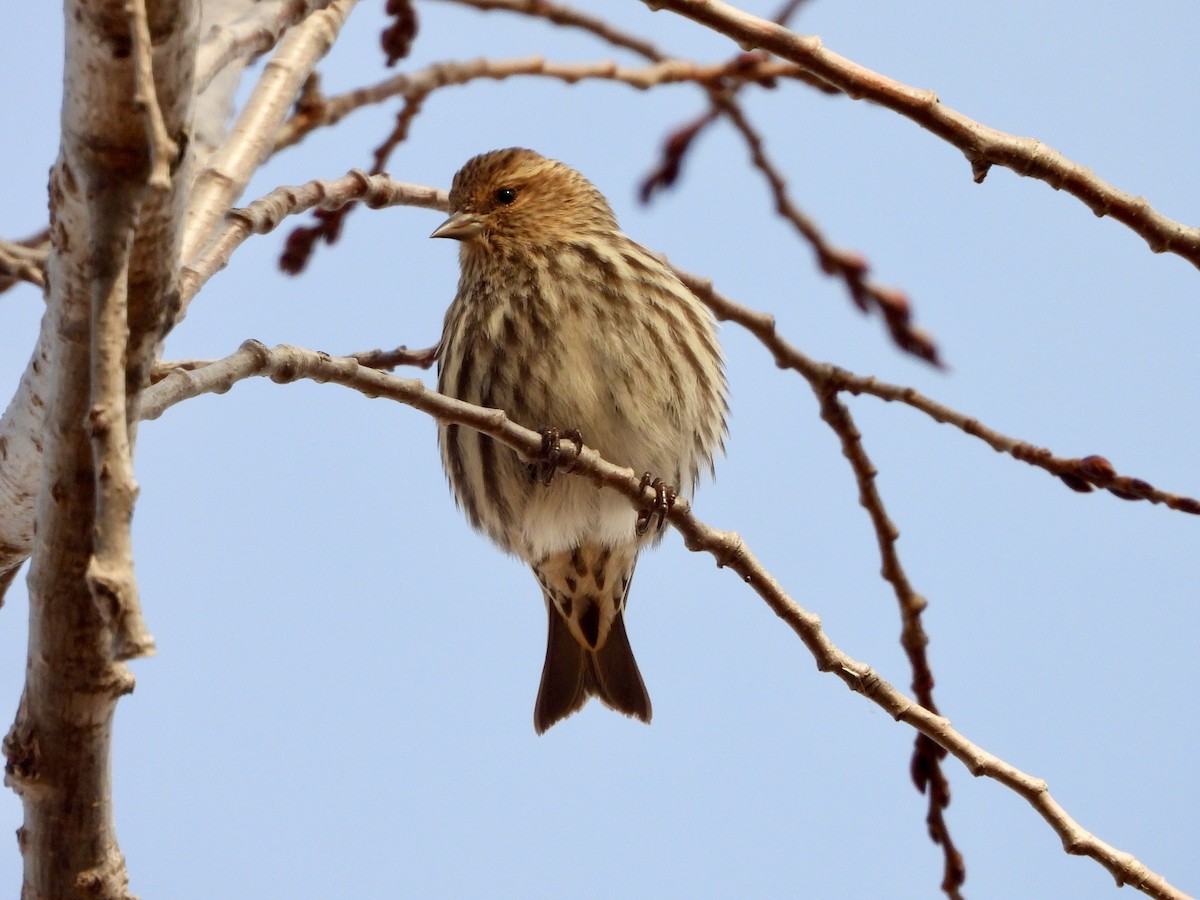 Pine Siskin - ML613056240