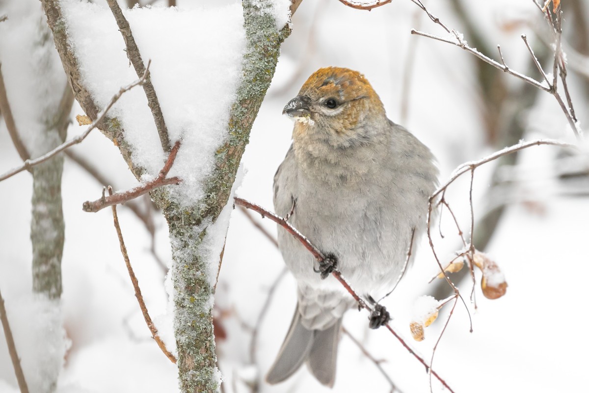 Pine Grosbeak - Aaron Roberge