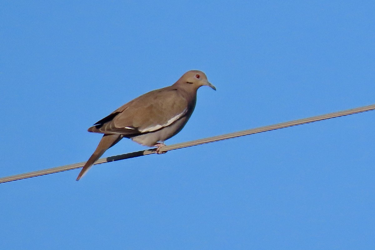 White-winged Dove - ML613056253