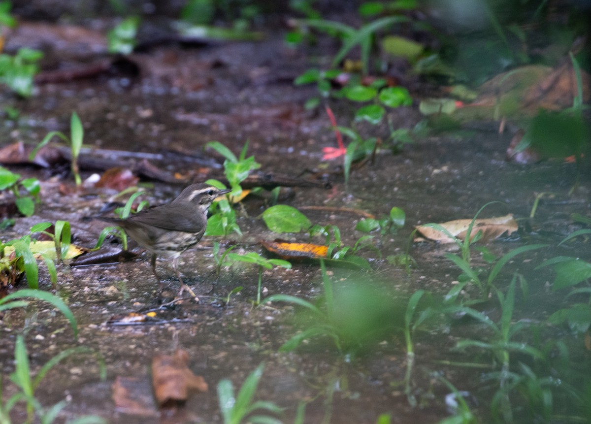 Northern Waterthrush - ML613056278