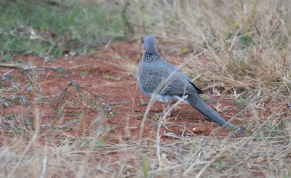 Spotted Dove - ML613056291