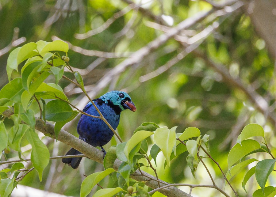 Seven-colored Tanager - ML613056305