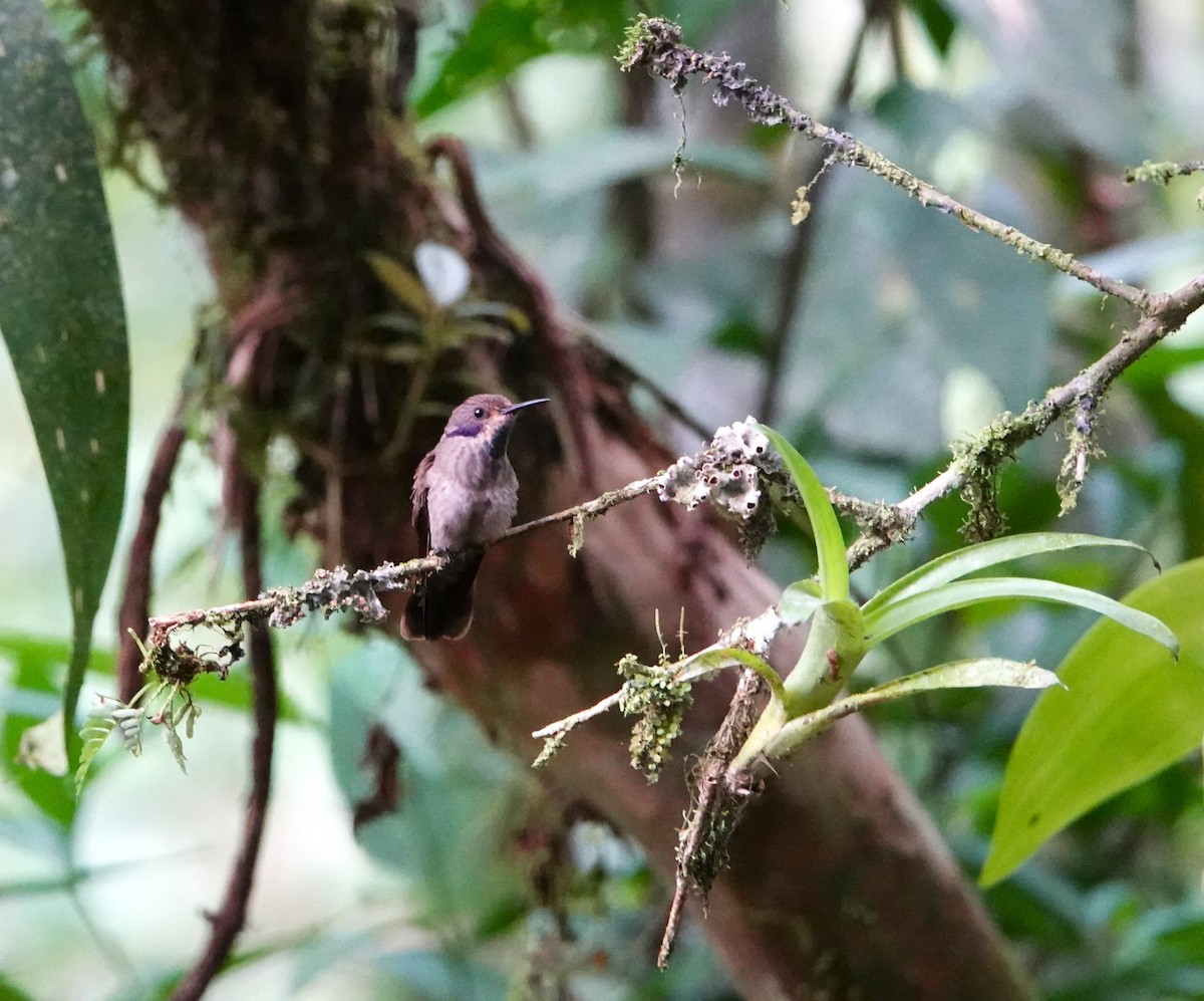 Brown Violetear - ML613056344