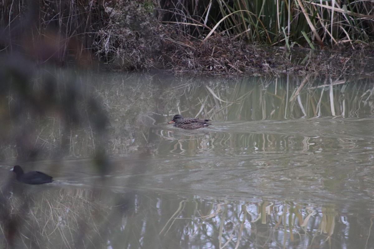 Sarcelle d'hiver (carolinensis) - ML613056351