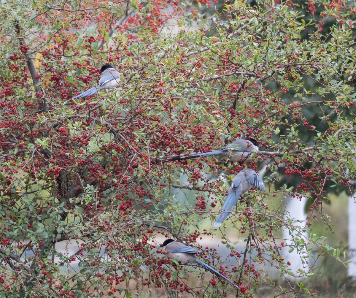 Azure-winged Magpie - ML613056461