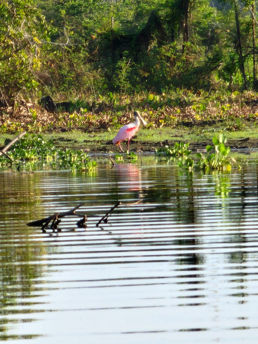 Roseate Spoonbill - ML613056512